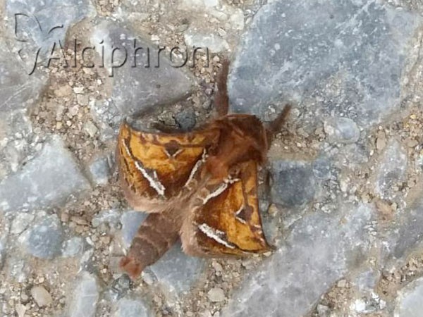Triodia sylvina