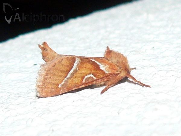 Triodia sylvina