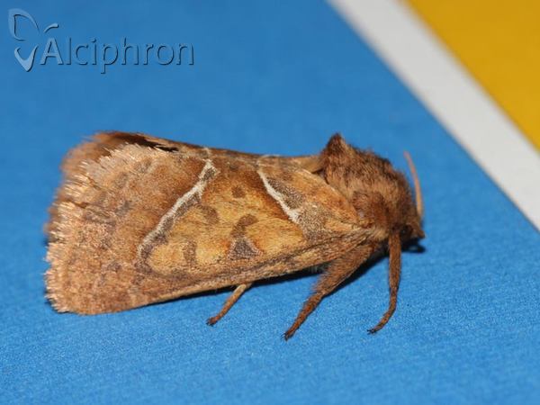 Triodia sylvina