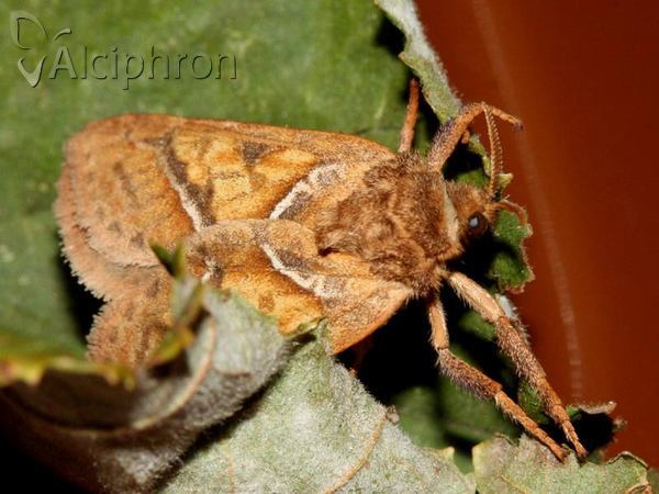 Triodia sylvina