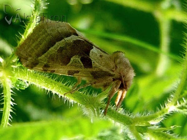 Triodia sylvina
