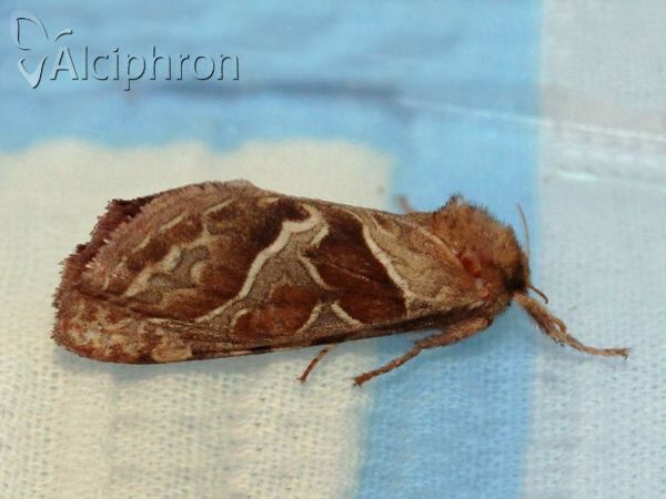 Triodia sylvina