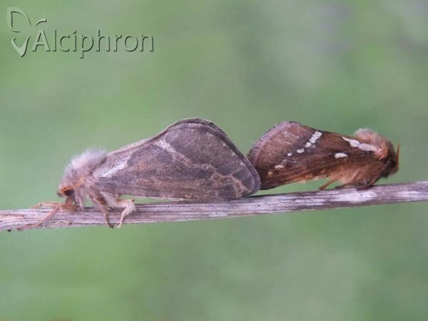 Pharmacis lupulina