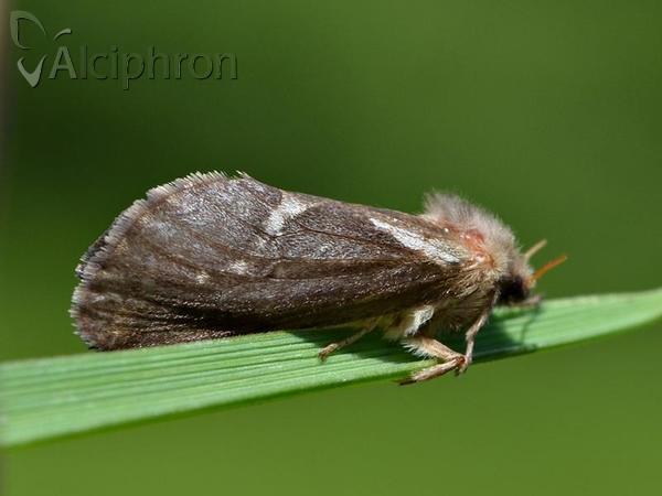 Pharmacis lupulina