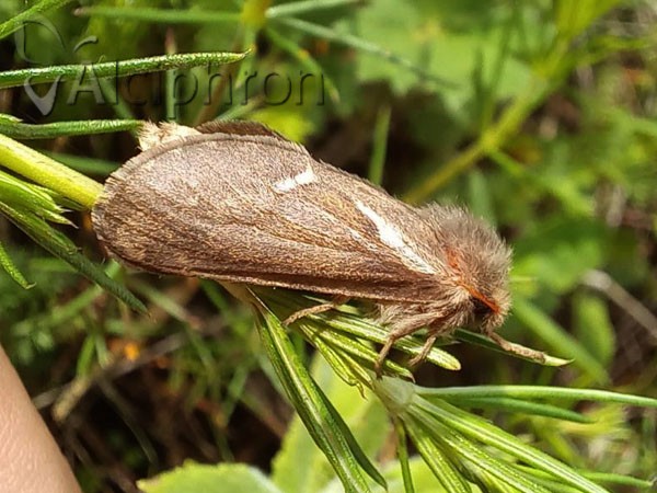 Pharmacis lupulina