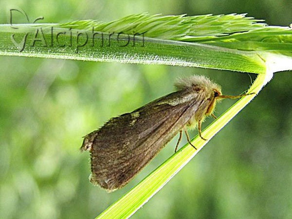 Pharmacis lupulina