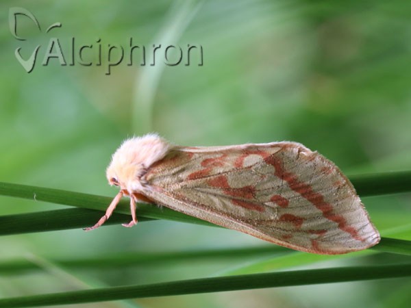 Hepialus humuli