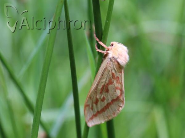 Hepialus humuli