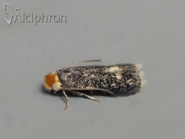 Stigmella catharticella
