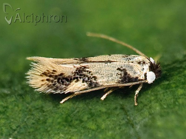 Ectoedemia decentella