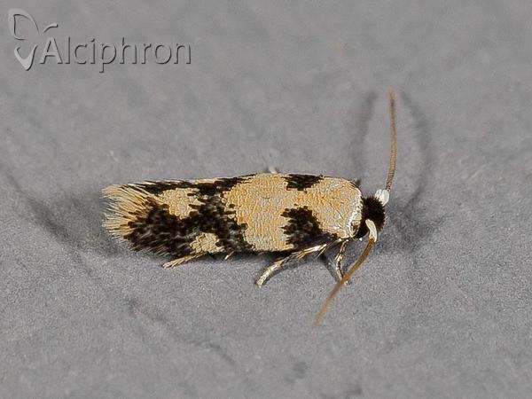 Ectoedemia decentella