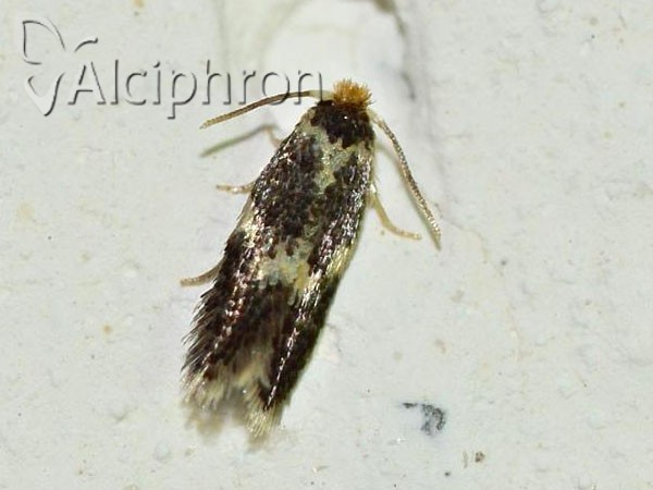 Ectoedemia subbimaculella