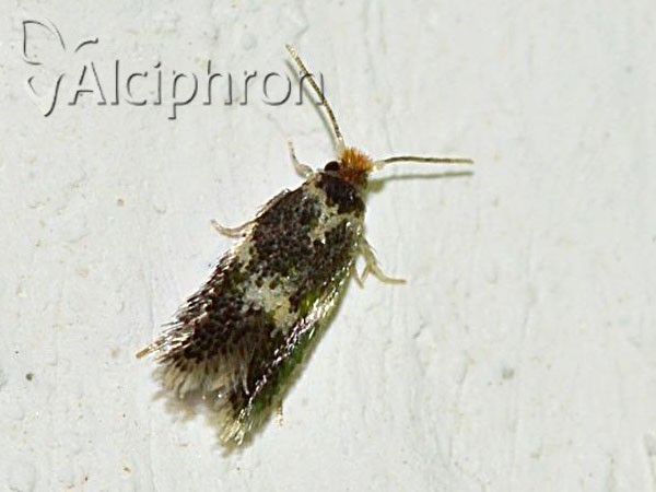Ectoedemia subbimaculella