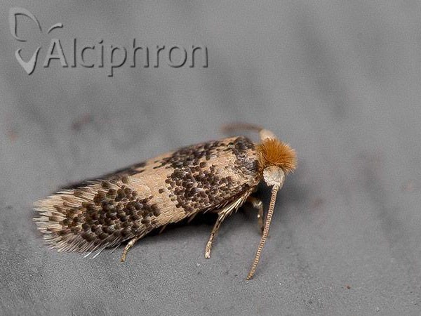 Ectoedemia subbimaculella