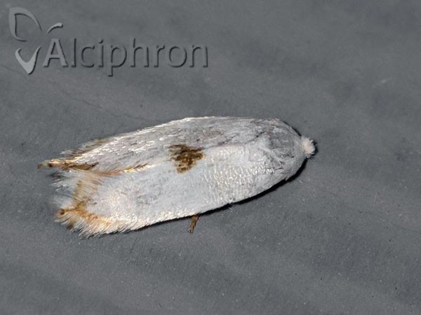 Pseudopostega auritella
