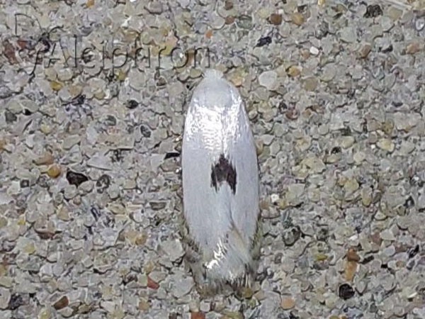 Pseudopostega auritella