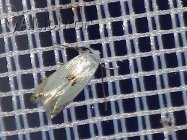 Pseudopostega auritella