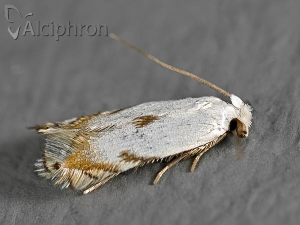 Pseudopostega crepusculella