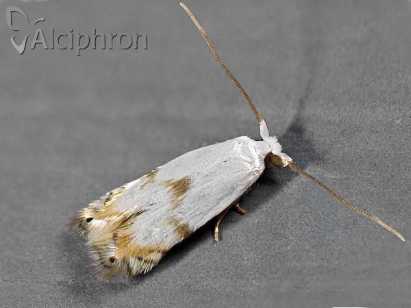Pseudopostega crepusculella