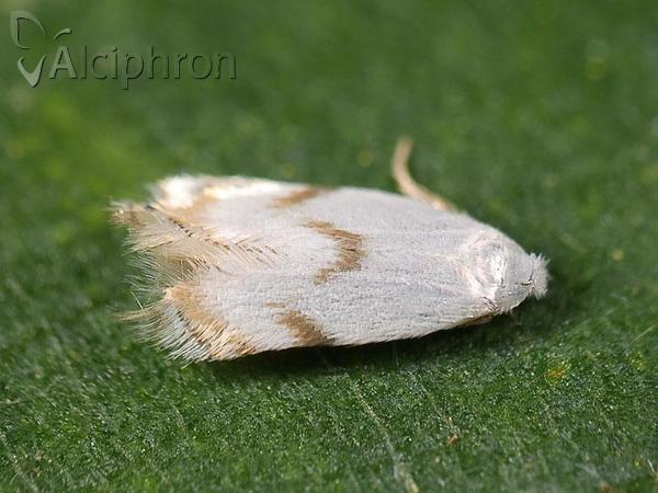 Pseudopostega crepusculella