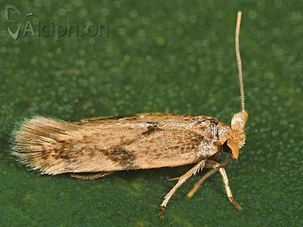Opostega spatulella