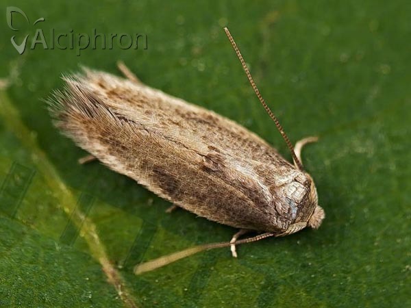 Opostega spatulella
