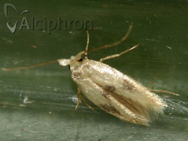 Opostega spatulella