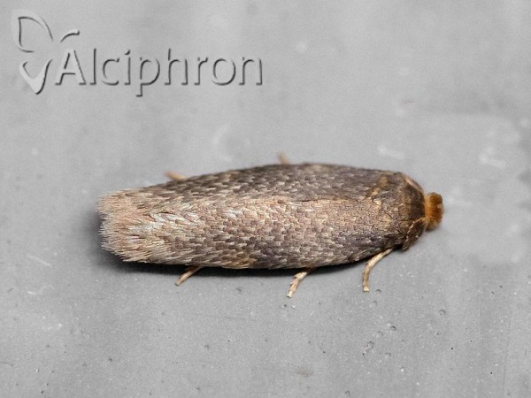Opostega spatulella