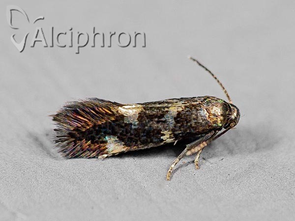 Antispila treitschkiella