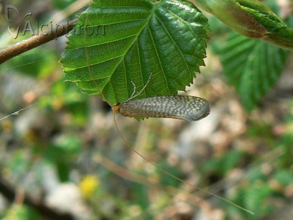 Nematopogon adansoniella