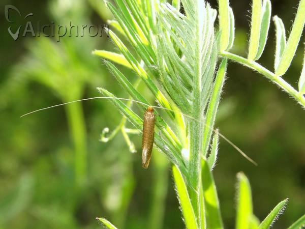 Nematopogon adansoniella