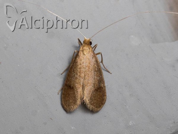 Nematopogon metaxella