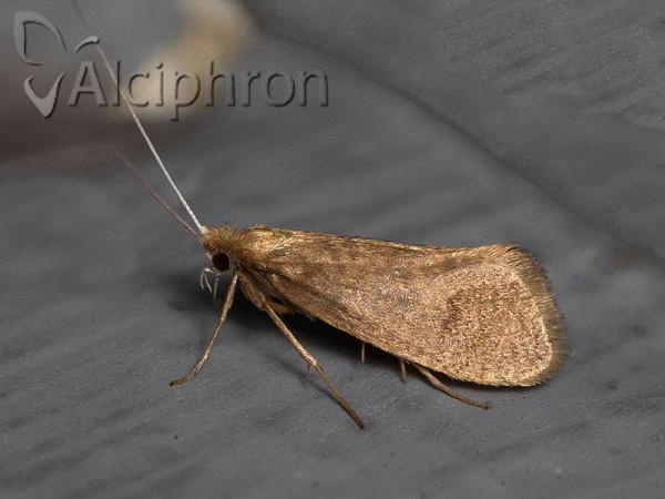 Nematopogon metaxella