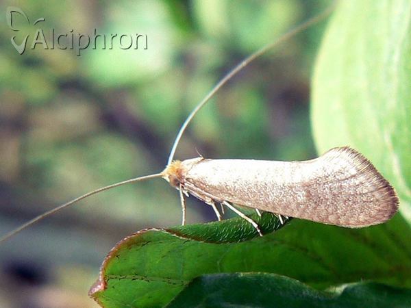 Nematopogon swammerdamella