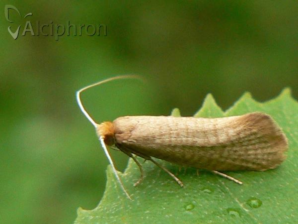 Nematopogon swammerdamella