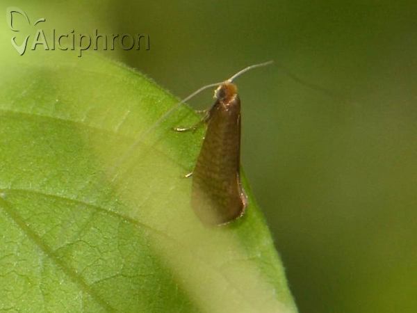 Nematopogon swammerdamella