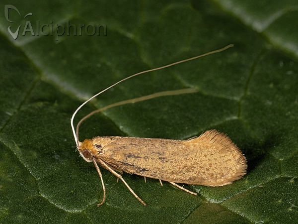 Nematopogon swammerdamella