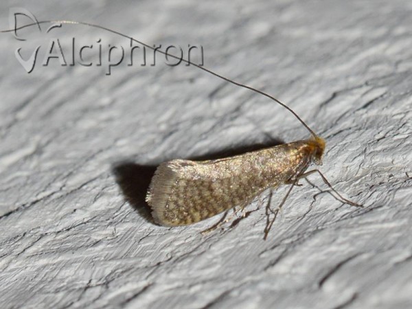 Nematopogon swammerdamella