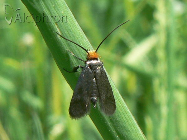 Cauchas rufifrontella