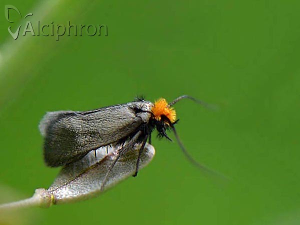 Cauchas rufifrontella