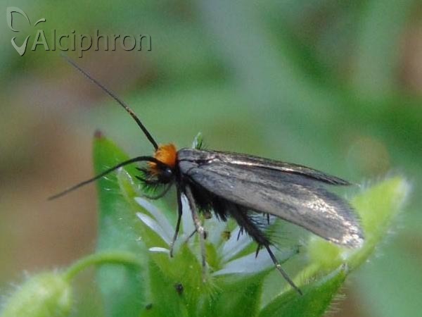 Cauchas rufifrontella