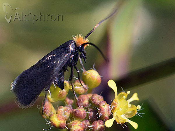 Cauchas rufifrontella