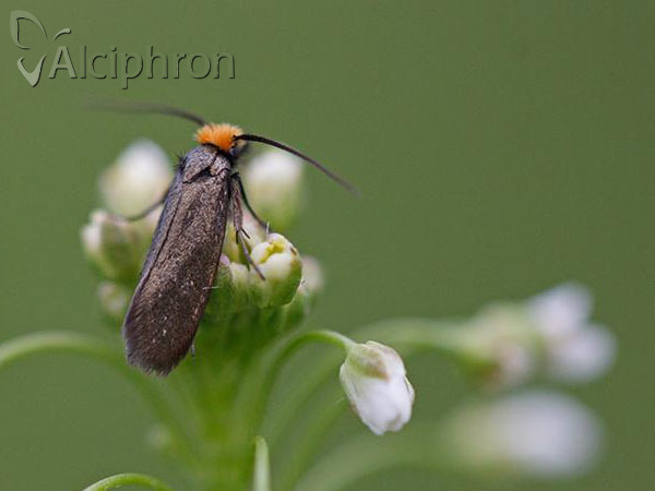 Cauchas rufifrontella