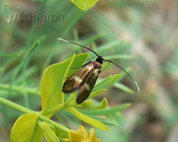Cauchas fibulella