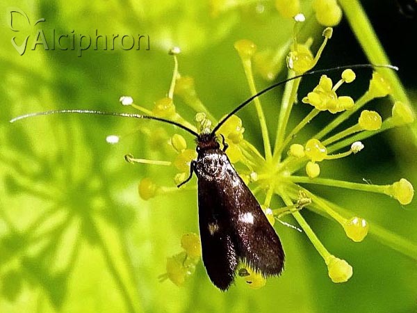 Cauchas fibulella