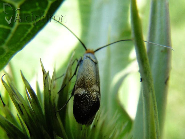 Cauchas leucocerella