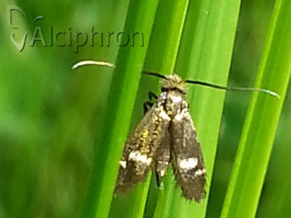 Cauchas leucocerella