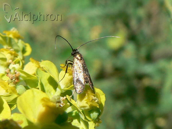 Cauchas rufimitrella