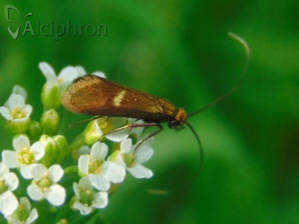 Cauchas rufimitrella