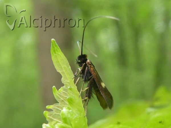 Cauchas rufimitrella